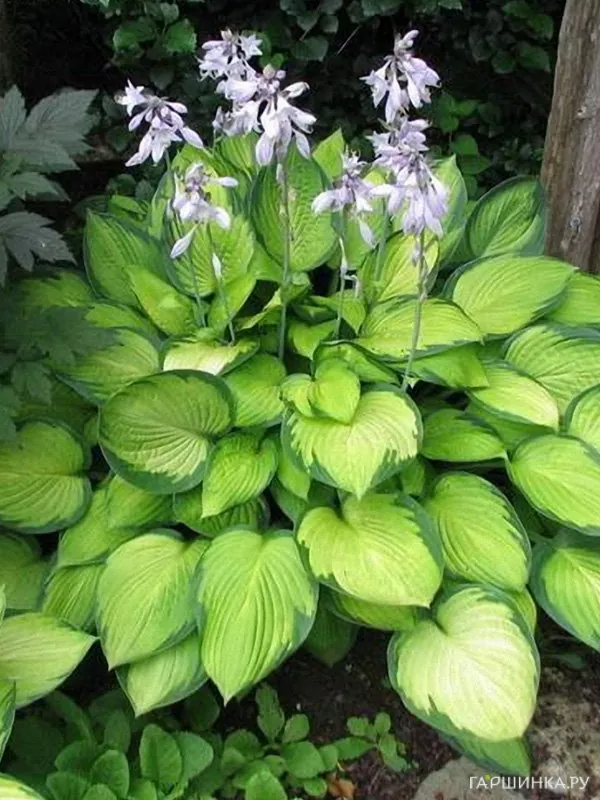 Хоста Голд Стандарт (ML)