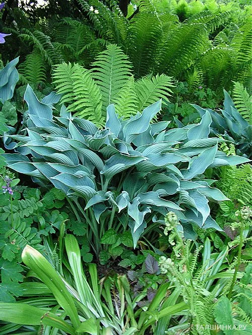 Хоста Кросса Регал (L)