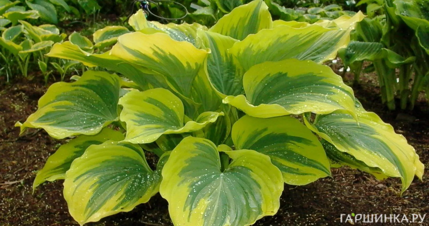 Хоста Либерти (VL)