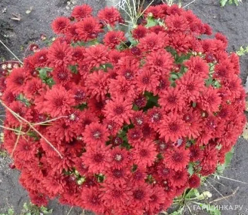 Хризантема мультифлора Бранскай Плам