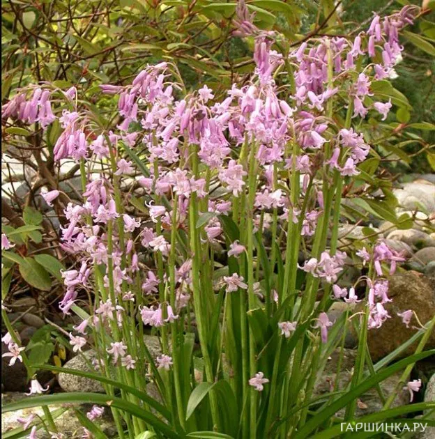 Гиацинтоидес Розеа 8 шт