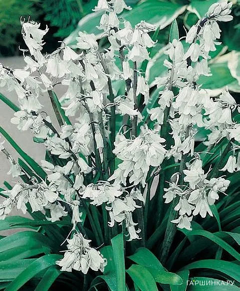 Гиацинтоидес Вайт 8 шт