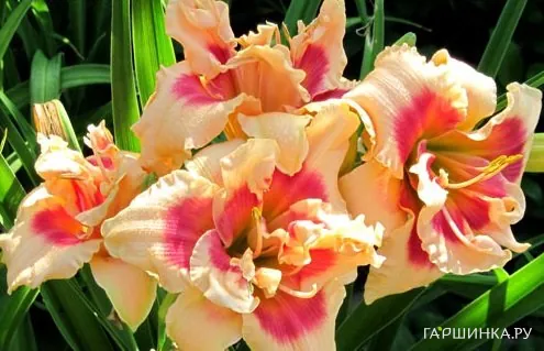 Лилейник Фоти Секонд Стрит