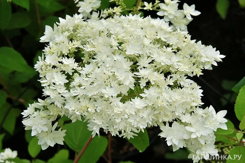 Гортензия древовидная Hayes Starburst