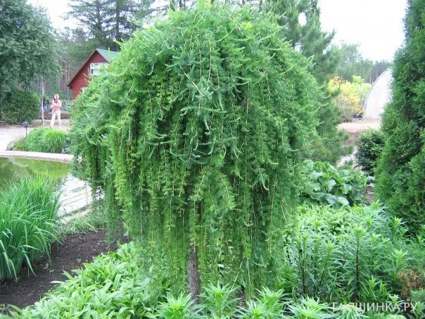 Лиственница Стиф Випер на штамбе 150 см