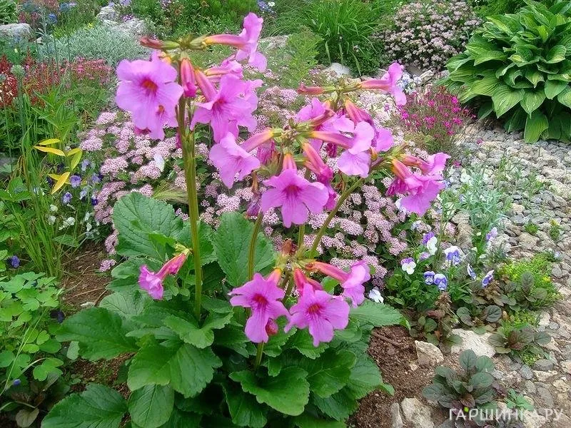 Инкарвиллея Делвея 2шт