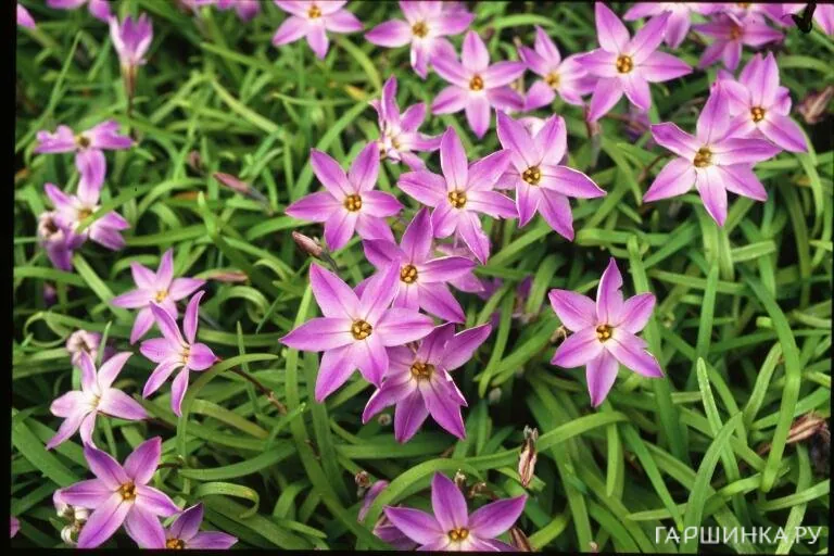 Ифейон Шарлотта Бишоп 10шт