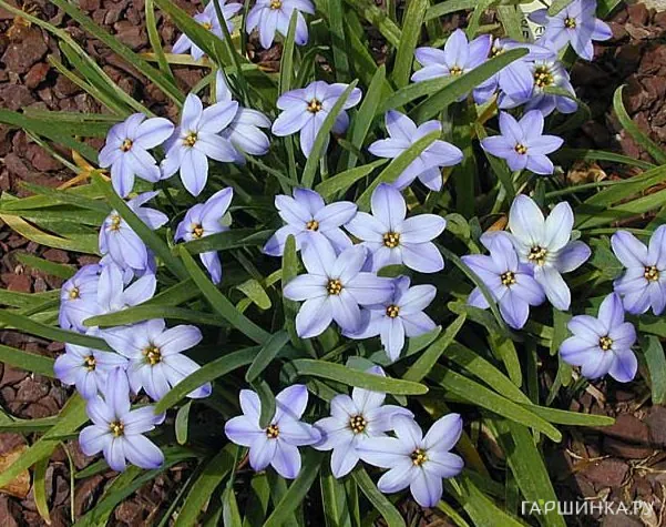 Ифейон Rolf Fiedler 10шт