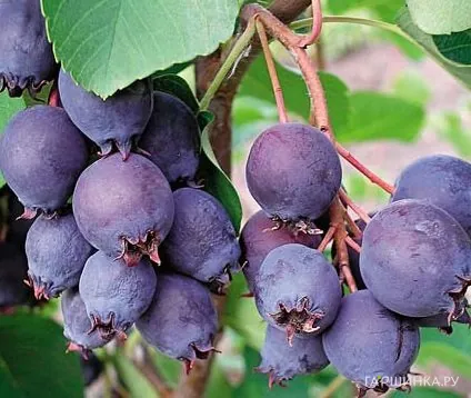 Ирга Смоки ольхолистная