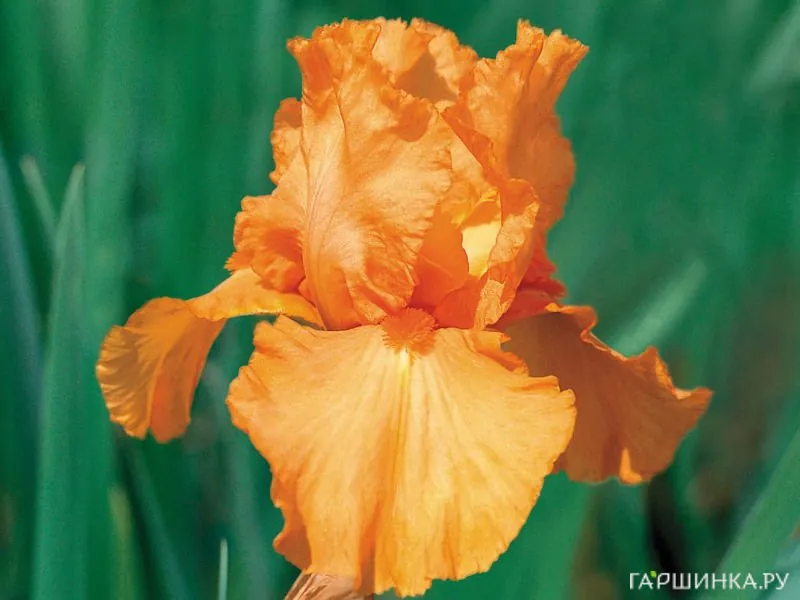 Ирис бородатый Априкот Силк