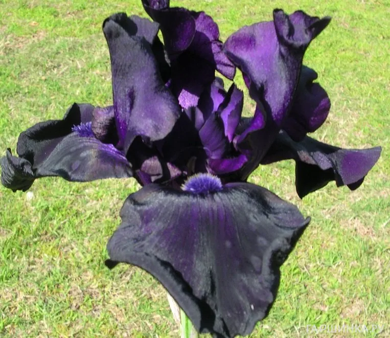 Ирис бородатый Блэк Вотч