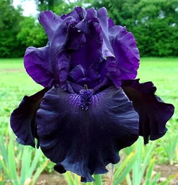 Ирис бородатый Даркнесс