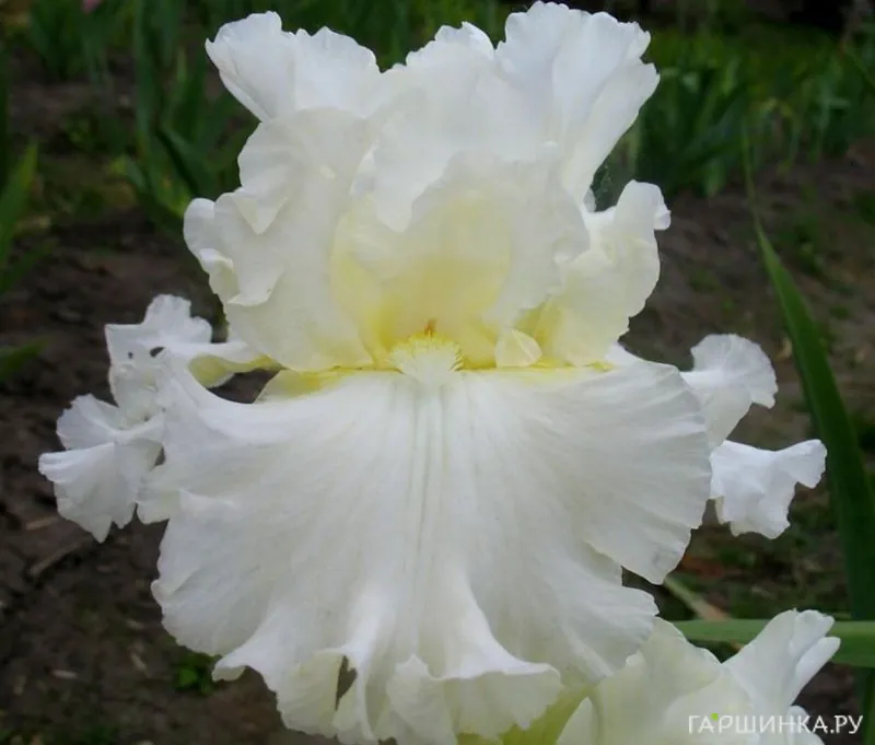 Ирис бородатый Элизабет Полдарк