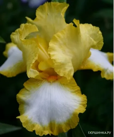 Ирис бородатый Фриндж оф Голд