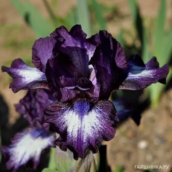 Ирис карликовый Ларрикин