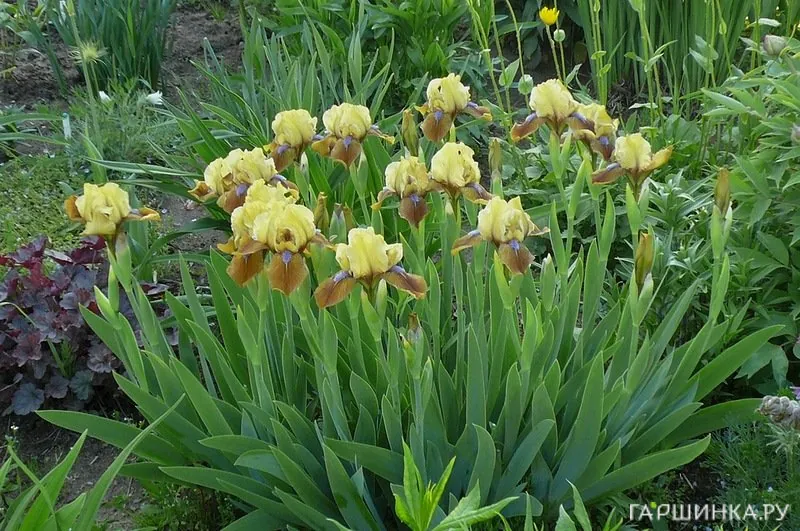 Ирис карликовый Стокгольм
