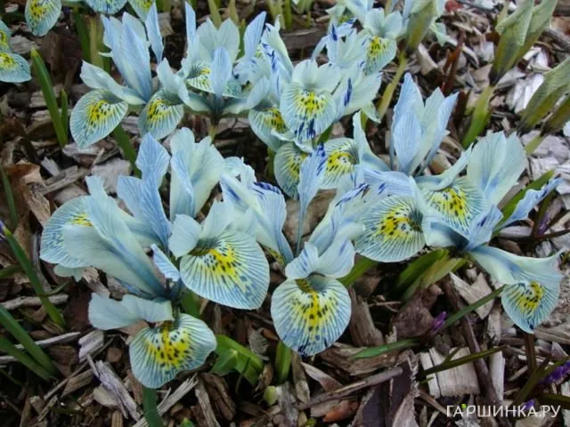 Ирис Катарина Ходжкин 7 шт