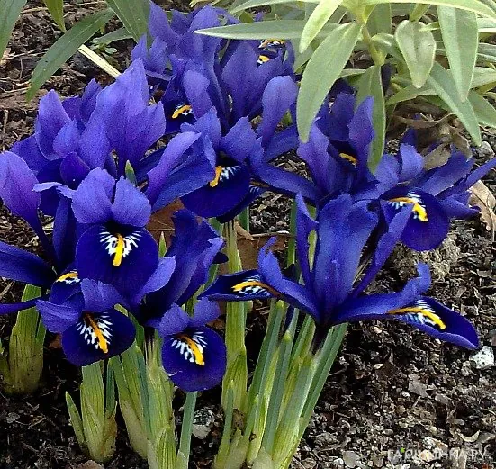 Ирис Гармония 10 шт