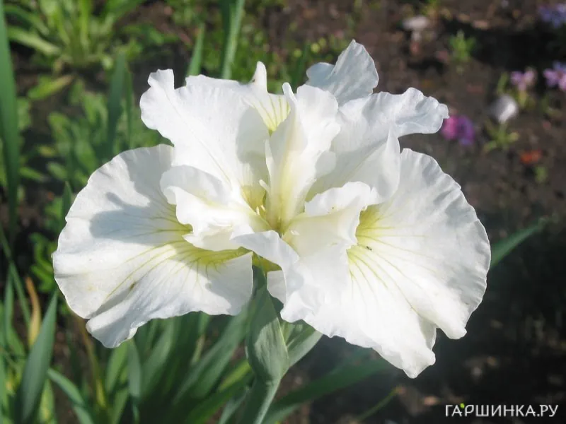 Ирис сибирский Белиссима