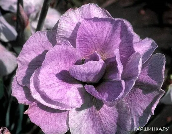 Ирис сибирский Империал Опал