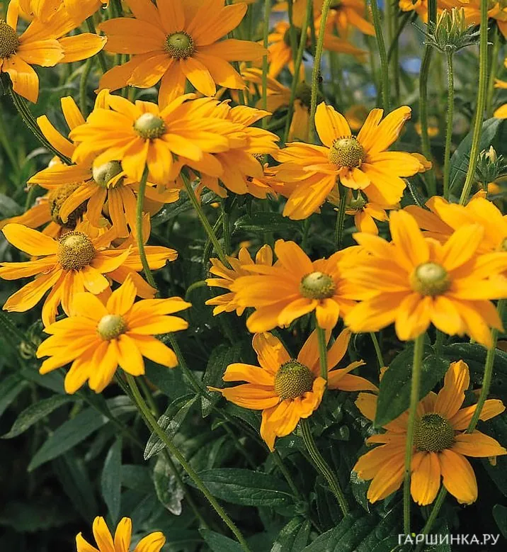 Рудбекия Irish Eyes