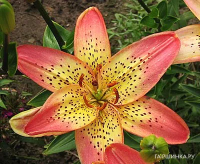 Лилия Италия азиатская/2шт