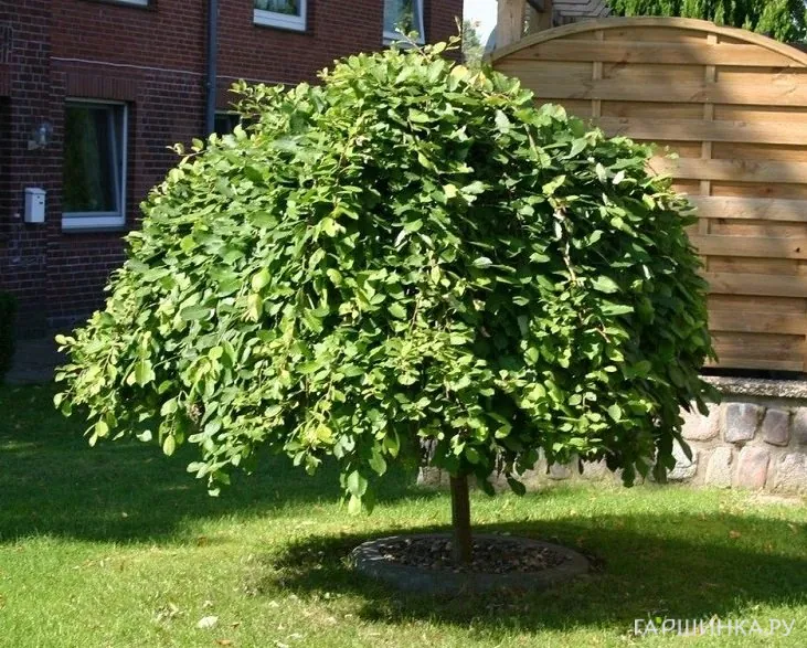 Ива козья Килмарнок на штамбе 120 см