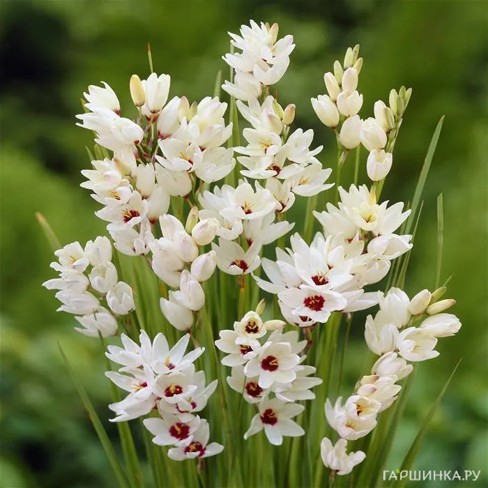 Иксия Спотлайт 10шт