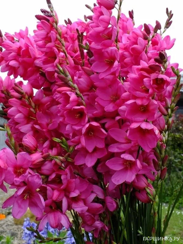 Иксия Венус 10шт