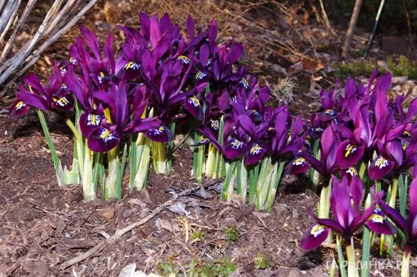 Ирис Джей Эс Дийт 15 шт