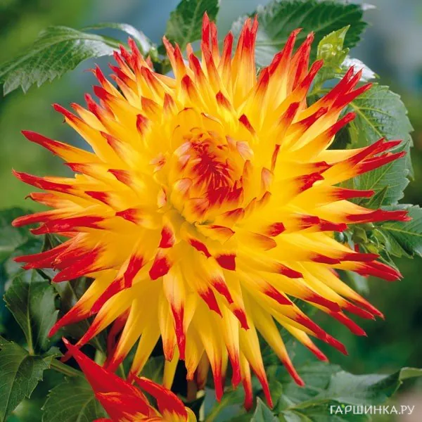 Георгина Джессика кактусовидная