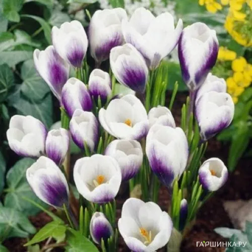 Крокус Принц Клаус 15 шт