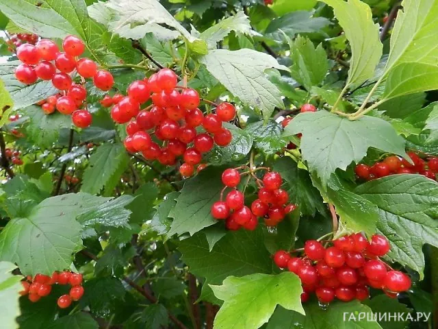 Калина обыкновенная