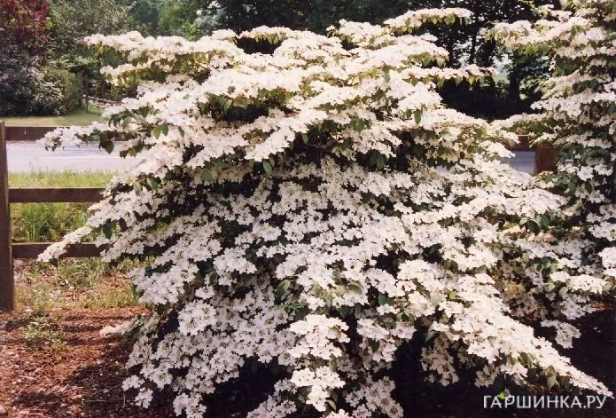Калина Пинк Бьюти складчатая розовая