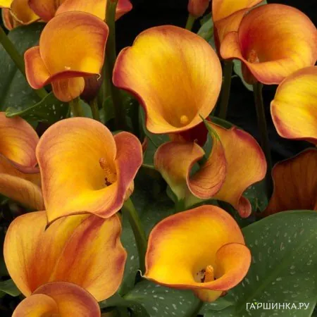 Калла Файрлайт