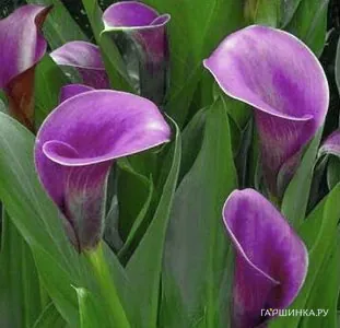 Калла Регал