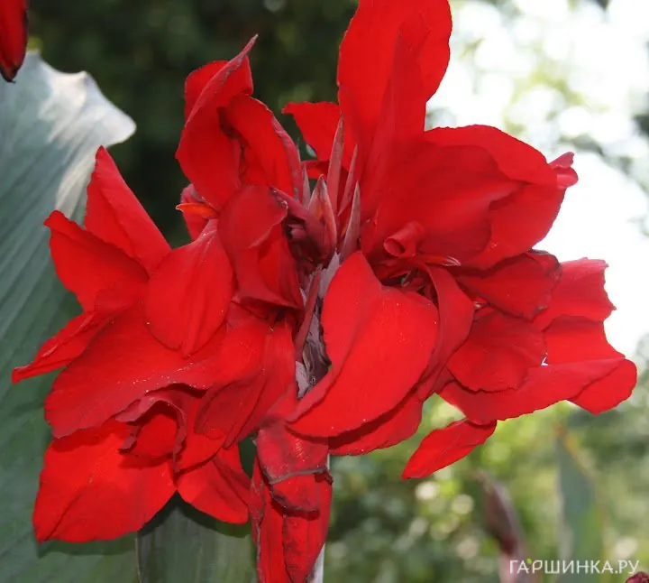 Канна Индика Ред