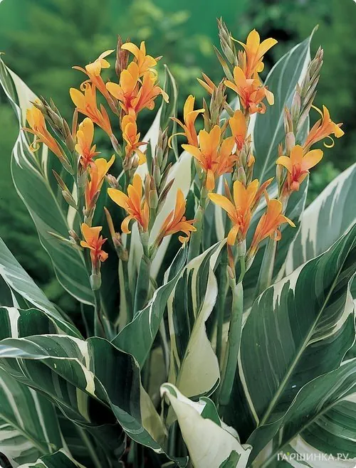 Канна Штутгарт