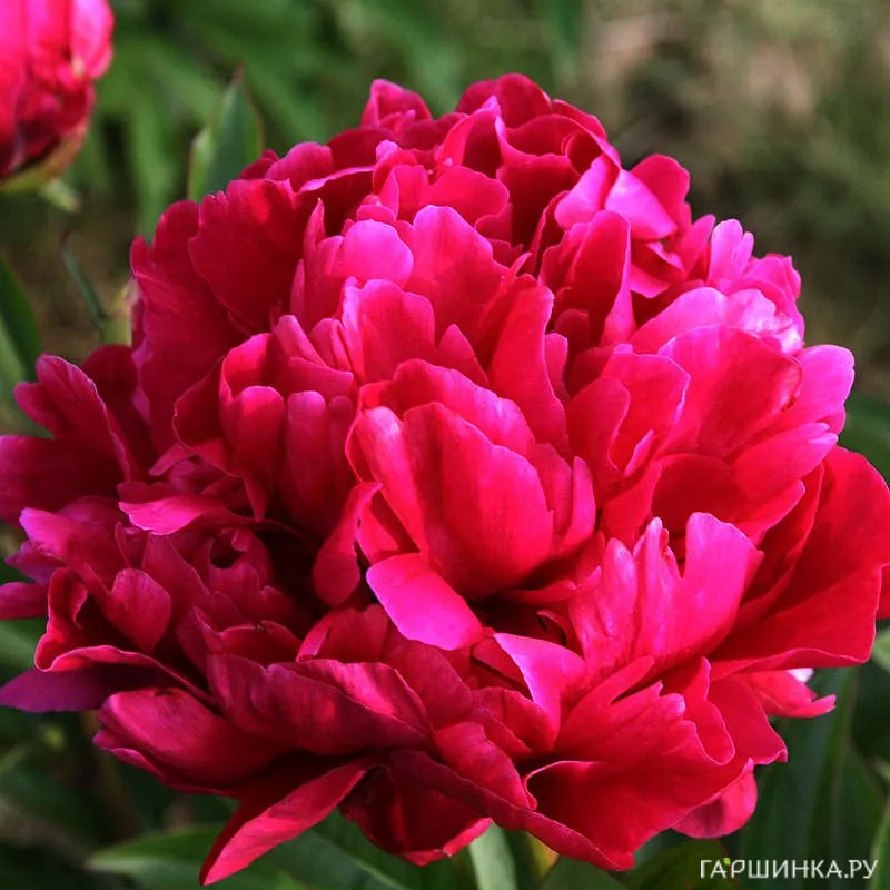 Пион Карл Розенфилд