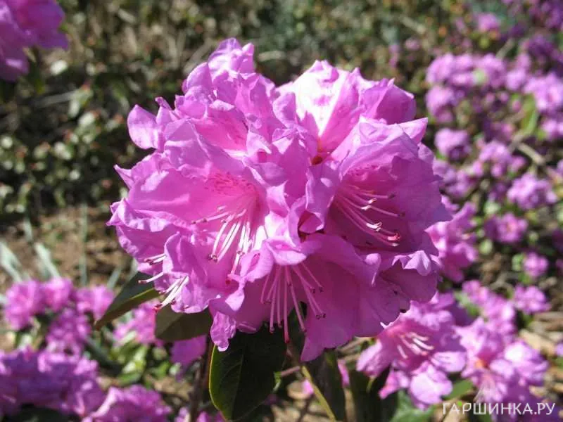 Рододендрон П Ж М Элит