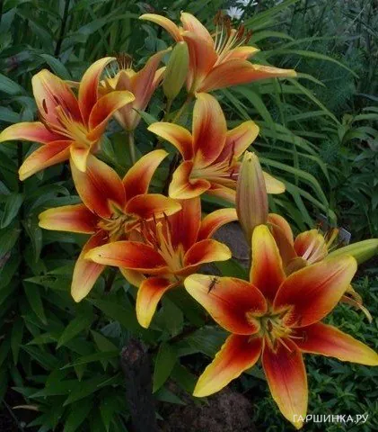 Лилия Кавери OА