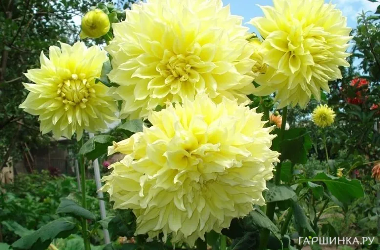 Георгина Кельвин Флудлайт (МАКСИ) декоративная