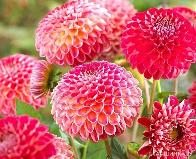 Георгина Кенора Файербол шаровидная