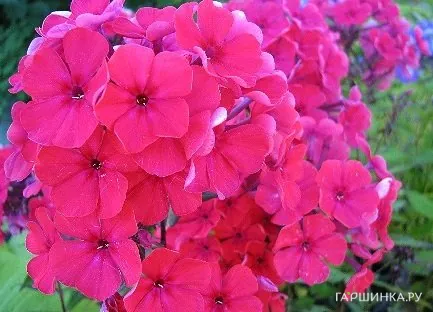 Флокс метельчатый Кирхенфюрст