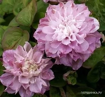 Клематис Дэнсинг Смайл Зодасми крупноцветковый (2)