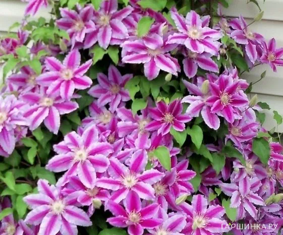 Клематис Доктор Руппель крупноцветковый (2)