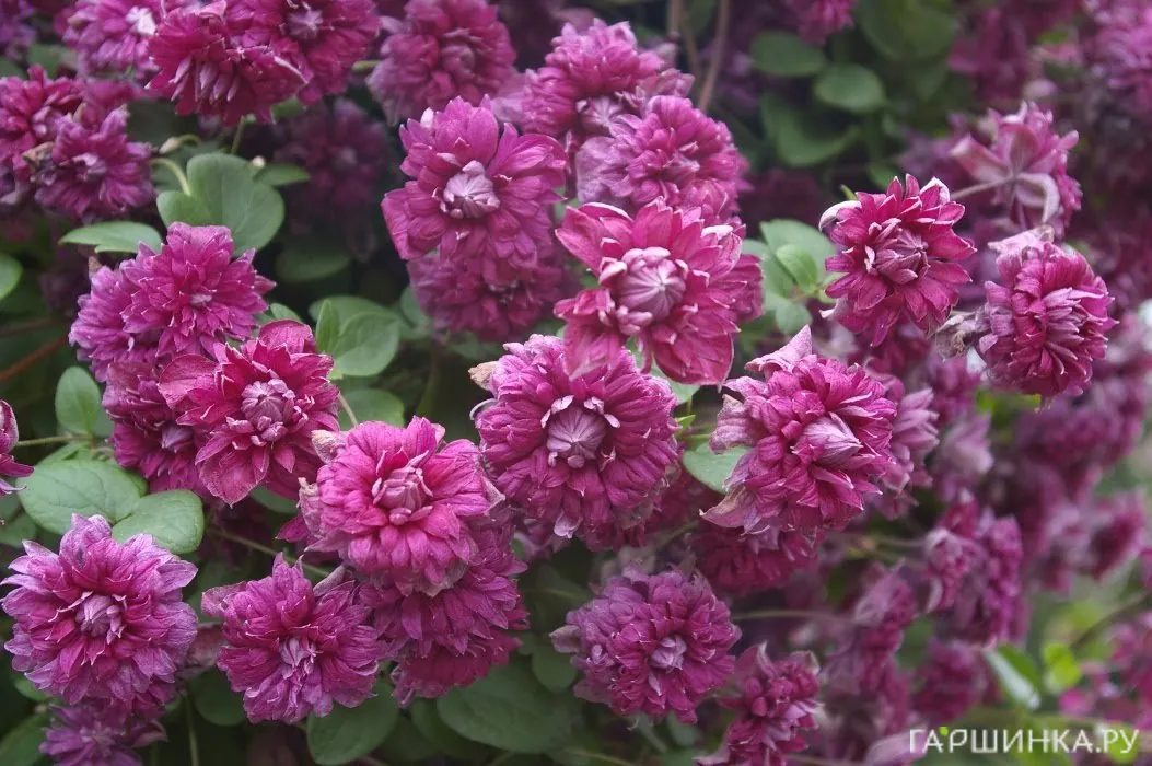 Клематис Пурпуреа Плена Элеганс махровый мелкоцветковый (3)