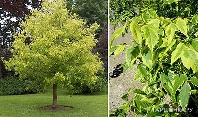 Клен ясенелистный Американский