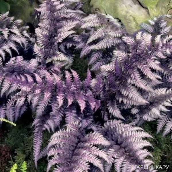 Кочедыжник (Папоротник) ниппонский Урсула Ред