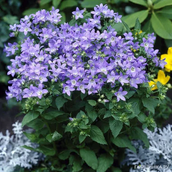 Колокольчик молочн. Gloaming